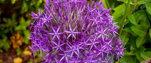 Preview wallpaper allium cristophii, flowers, petals, inflorescences, purple