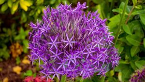 Preview wallpaper allium cristophii, flowers, petals, inflorescences, purple