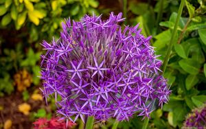 Preview wallpaper allium cristophii, flowers, petals, inflorescences, purple