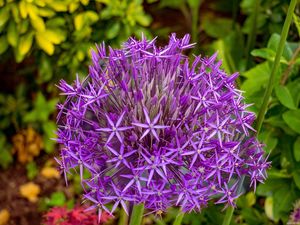 Preview wallpaper allium cristophii, flowers, petals, inflorescences, purple