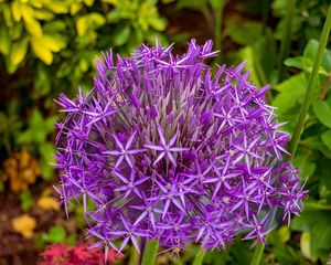 Preview wallpaper allium cristophii, flowers, petals, inflorescences, purple