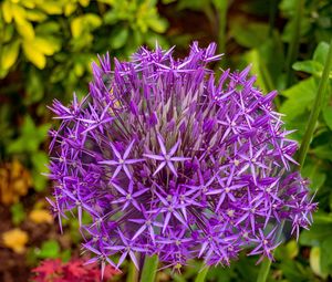 Preview wallpaper allium cristophii, flowers, petals, inflorescences, purple