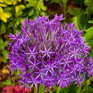 Preview wallpaper allium cristophii, flowers, petals, inflorescences, purple