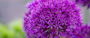 Preview wallpaper allium, flower, plant, blur