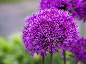 Preview wallpaper allium, flower, plant, blur