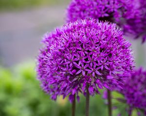 Preview wallpaper allium, flower, plant, blur