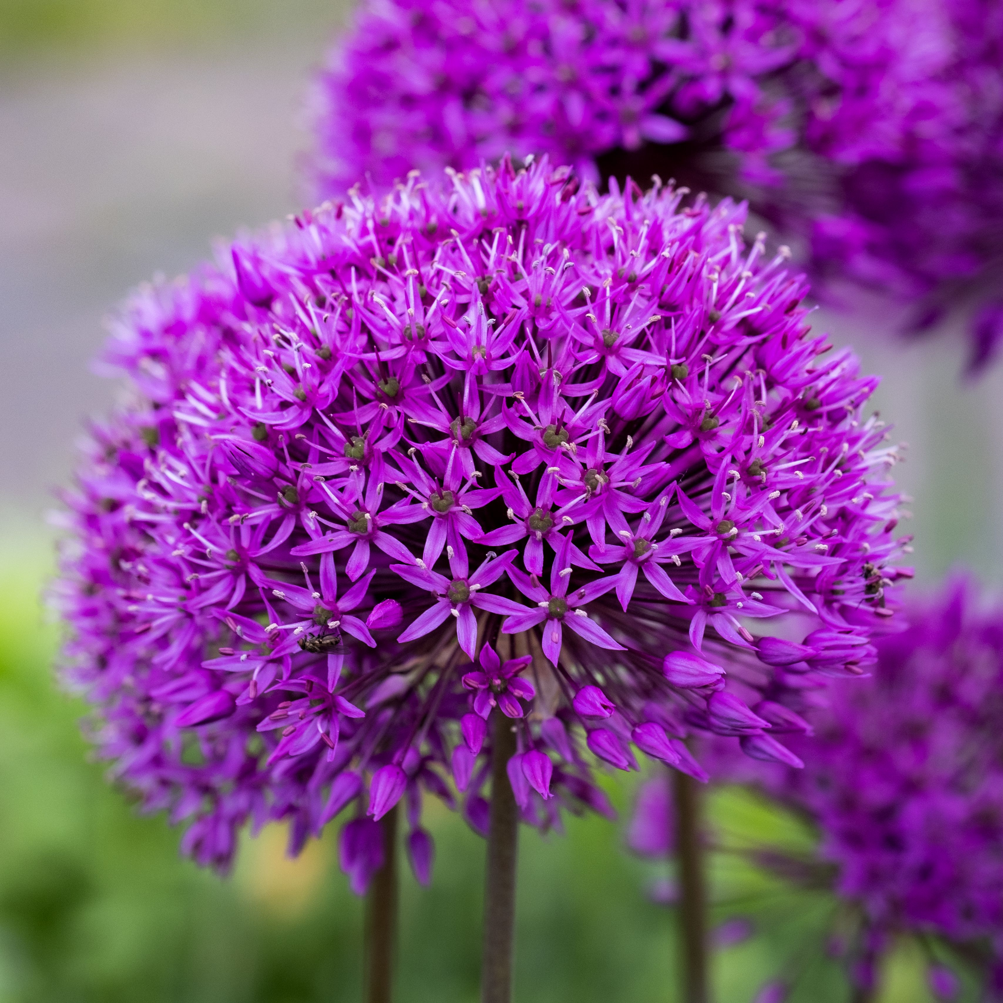 Download wallpaper 3415x3415 allium, flower, plant, blur ipad pro 12.9 ...