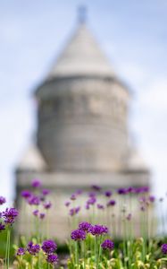 Preview wallpaper allium, flowers, blur, summer