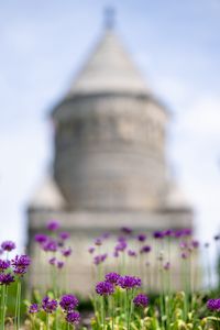 Preview wallpaper allium, flowers, blur, summer