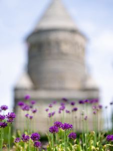 Preview wallpaper allium, flowers, blur, summer