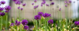 Preview wallpaper allium, flowers, blur, summer