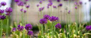 Preview wallpaper allium, flowers, blur, summer