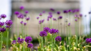 Preview wallpaper allium, flowers, blur, summer