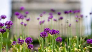 Preview wallpaper allium, flowers, blur, summer