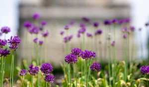 Preview wallpaper allium, flowers, blur, summer