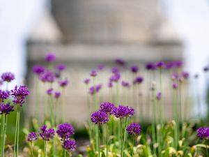 Preview wallpaper allium, flowers, blur, summer