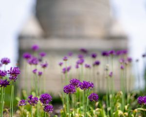 Preview wallpaper allium, flowers, blur, summer