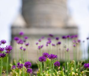 Preview wallpaper allium, flowers, blur, summer