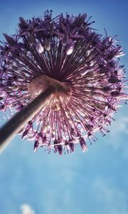 Preview wallpaper allium, flowers, inflorescence, summer, purple, bottom view