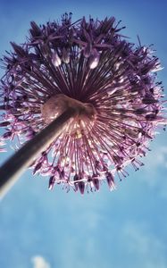 Preview wallpaper allium, flowers, inflorescence, summer, purple, bottom view