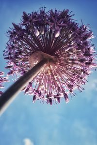 Preview wallpaper allium, flowers, inflorescence, summer, purple, bottom view