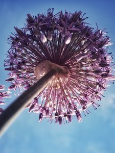 Preview wallpaper allium, flowers, inflorescence, summer, purple, bottom view