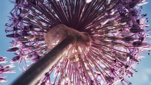 Preview wallpaper allium, flowers, inflorescence, summer, purple, bottom view