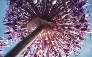 Preview wallpaper allium, flowers, inflorescence, summer, purple, bottom view