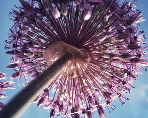 Preview wallpaper allium, flowers, inflorescence, summer, purple, bottom view