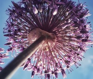 Preview wallpaper allium, flowers, inflorescence, summer, purple, bottom view