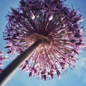 Preview wallpaper allium, flowers, inflorescence, summer, purple, bottom view