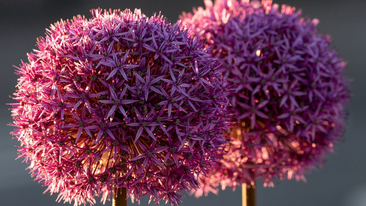 Wallpaper allium, flowers, plant