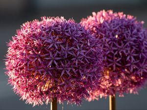 Preview wallpaper allium, flowers, plant