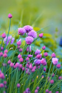 Preview wallpaper allium, flowers, plant, purple