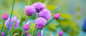 Preview wallpaper allium, flowers, plant, purple