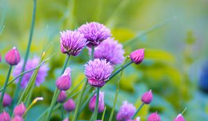 Preview wallpaper allium, flowers, plant, purple