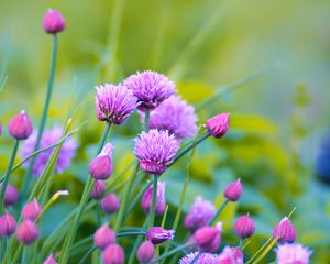 Preview wallpaper allium, flowers, plant, purple