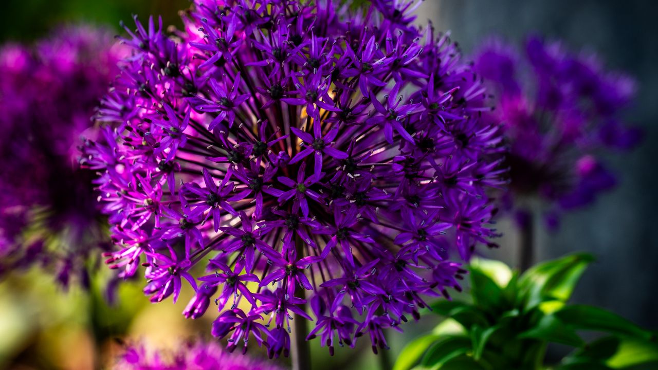 Wallpaper allium, flowers, plants, petals, violet
