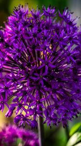 Preview wallpaper allium, flowers, plants, petals, violet