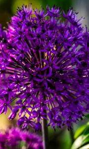 Preview wallpaper allium, flowers, plants, petals, violet