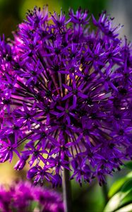 Preview wallpaper allium, flowers, plants, petals, violet