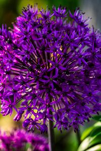 Preview wallpaper allium, flowers, plants, petals, violet