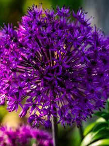 Preview wallpaper allium, flowers, plants, petals, violet