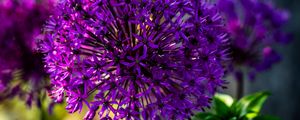 Preview wallpaper allium, flowers, plants, petals, violet