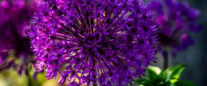 Preview wallpaper allium, flowers, plants, petals, violet