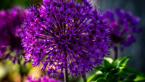 Preview wallpaper allium, flowers, plants, petals, violet