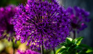 Preview wallpaper allium, flowers, plants, petals, violet