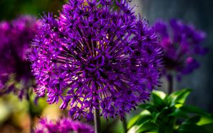 Preview wallpaper allium, flowers, plants, petals, violet