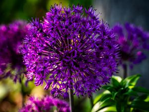 Preview wallpaper allium, flowers, plants, petals, violet