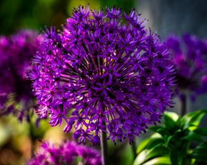 Preview wallpaper allium, flowers, plants, petals, violet